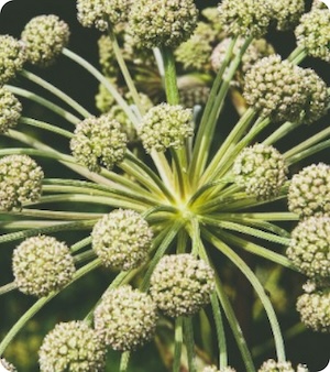 Angelica fermentata