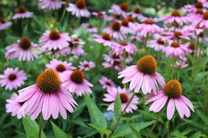 Estratto di Echinacea