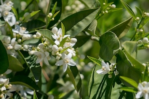 Estratto di Fiori d'arancio