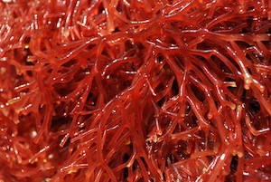 Gel di Alghe rosse