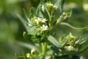 Migliarino fermentato