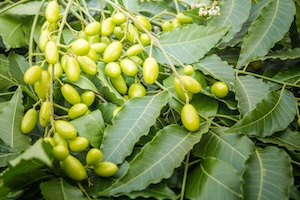 Olio di Neem