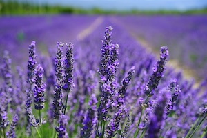 Olio essenziale di Lavanda