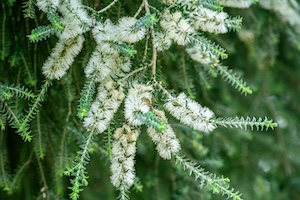 Olio essenziale di Tea Tree